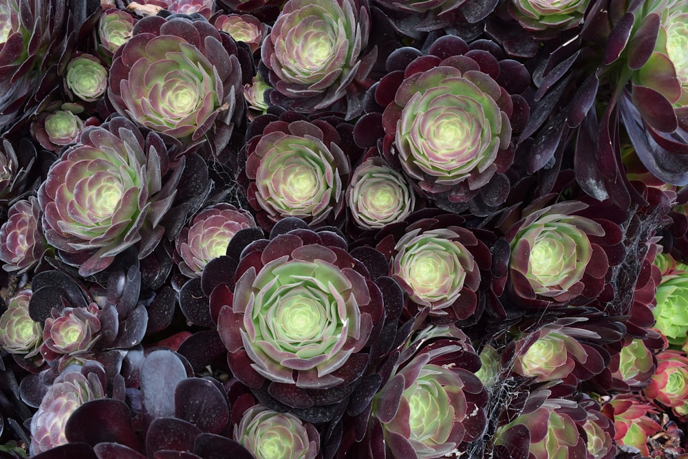 green and purple succulent plant