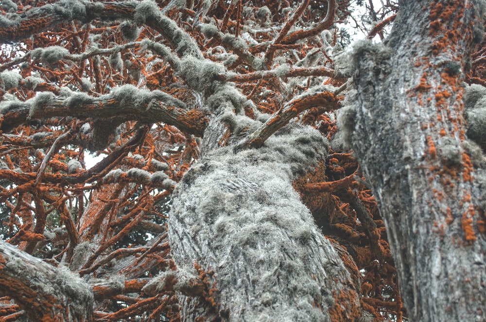 arbres bruns et gris