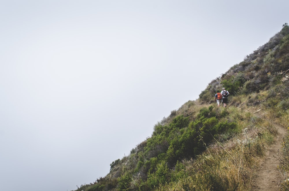 photo of two person walking above the hill with green leaf plants