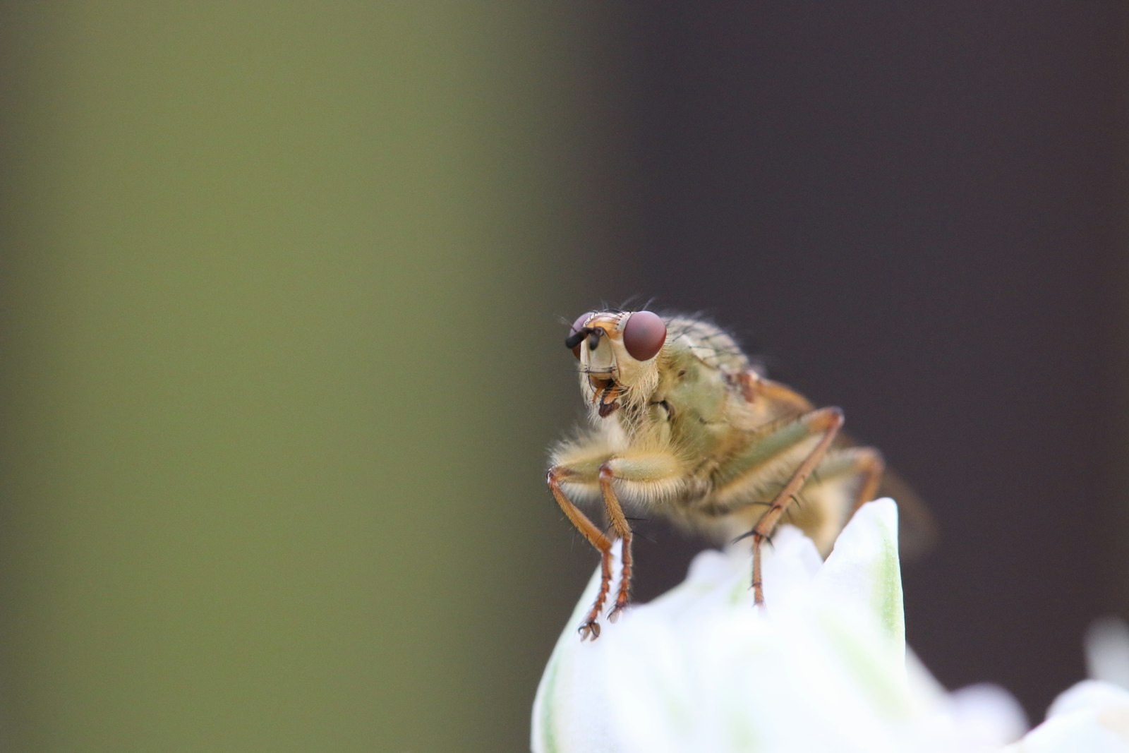 Canon EOS 70D + Canon EF-S 60mm F2.8 Macro USM sample photo. Brown insect photography