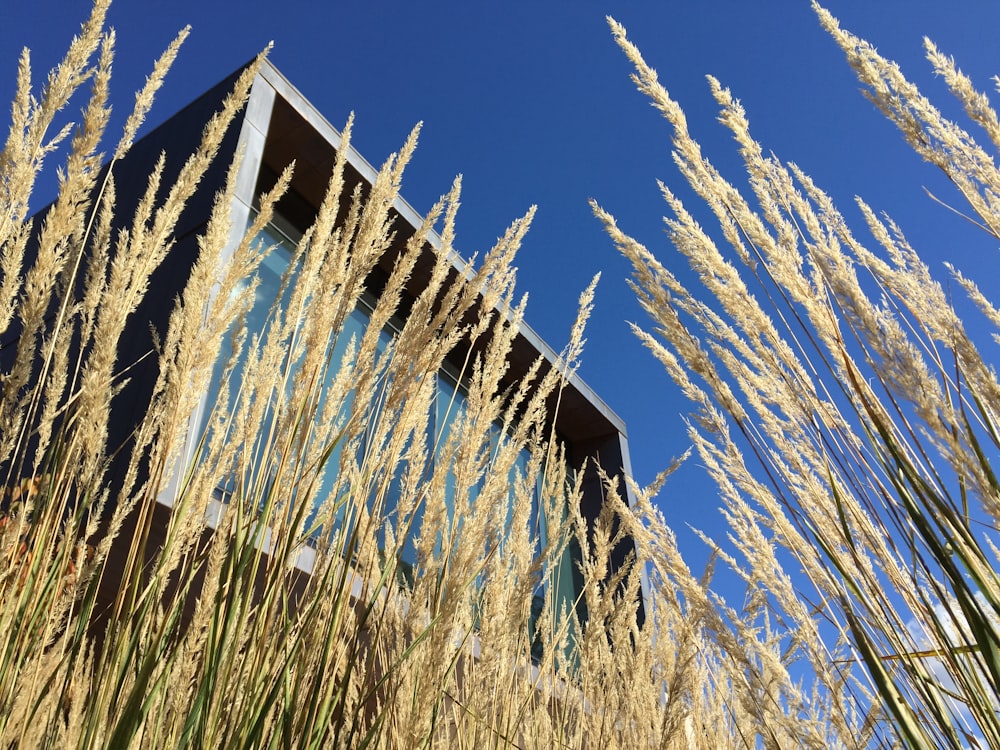 brown plant field