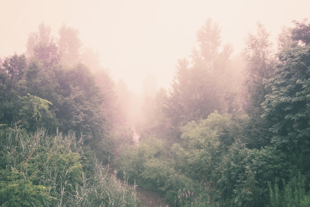 green tall trees surrounded with fogs