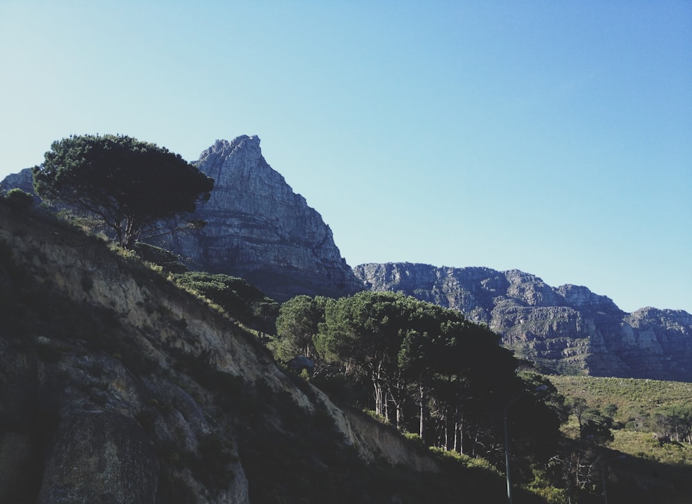 árvores de folhas verdes perto da montanha sob o céu azul