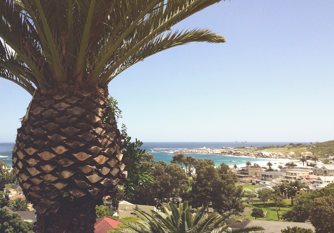 houses beside sea, Palm tree treetop