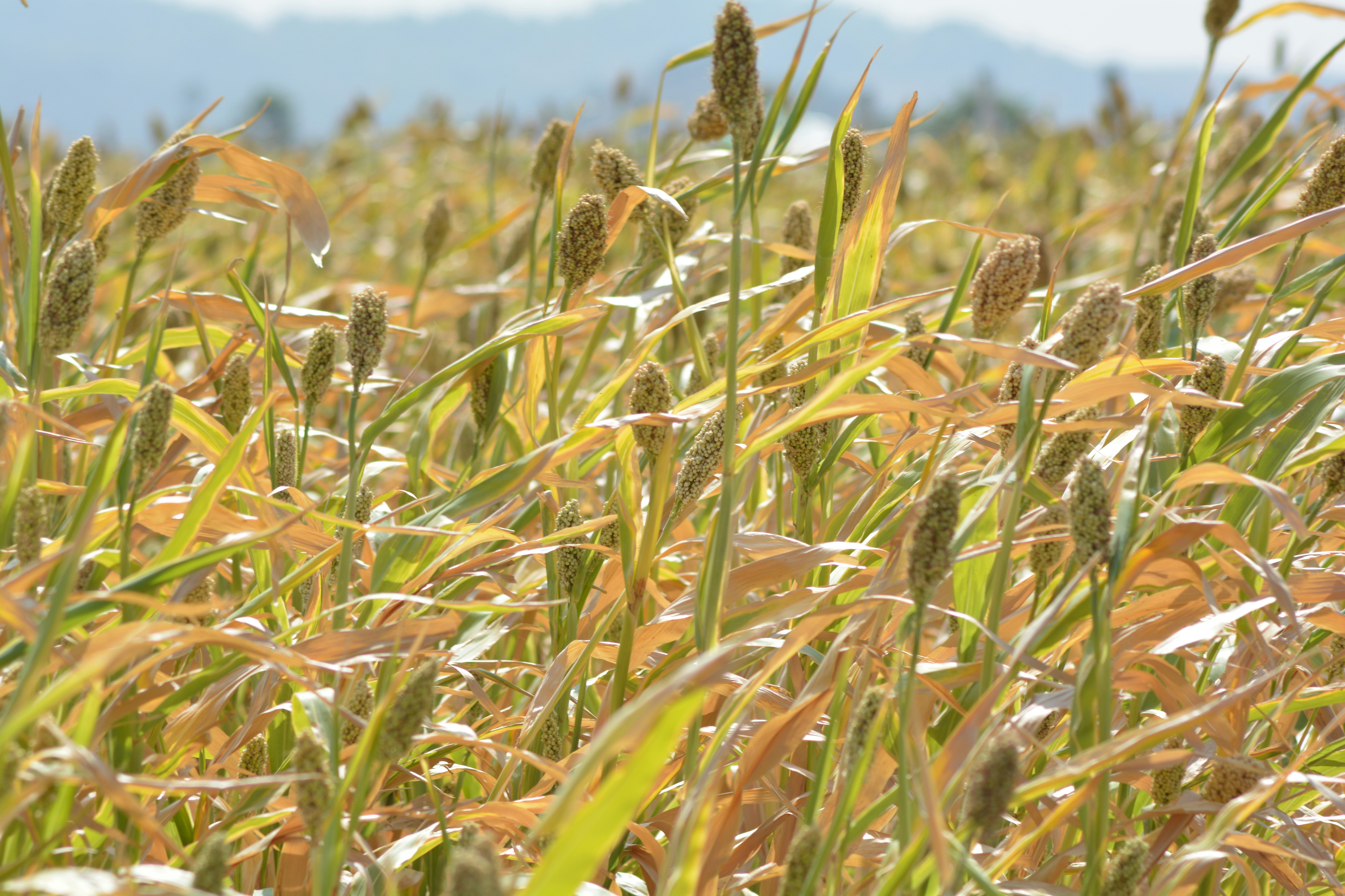 Free Unsplash photo from free photos