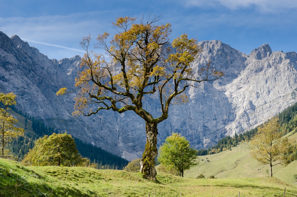 árbol con fondo de montaña