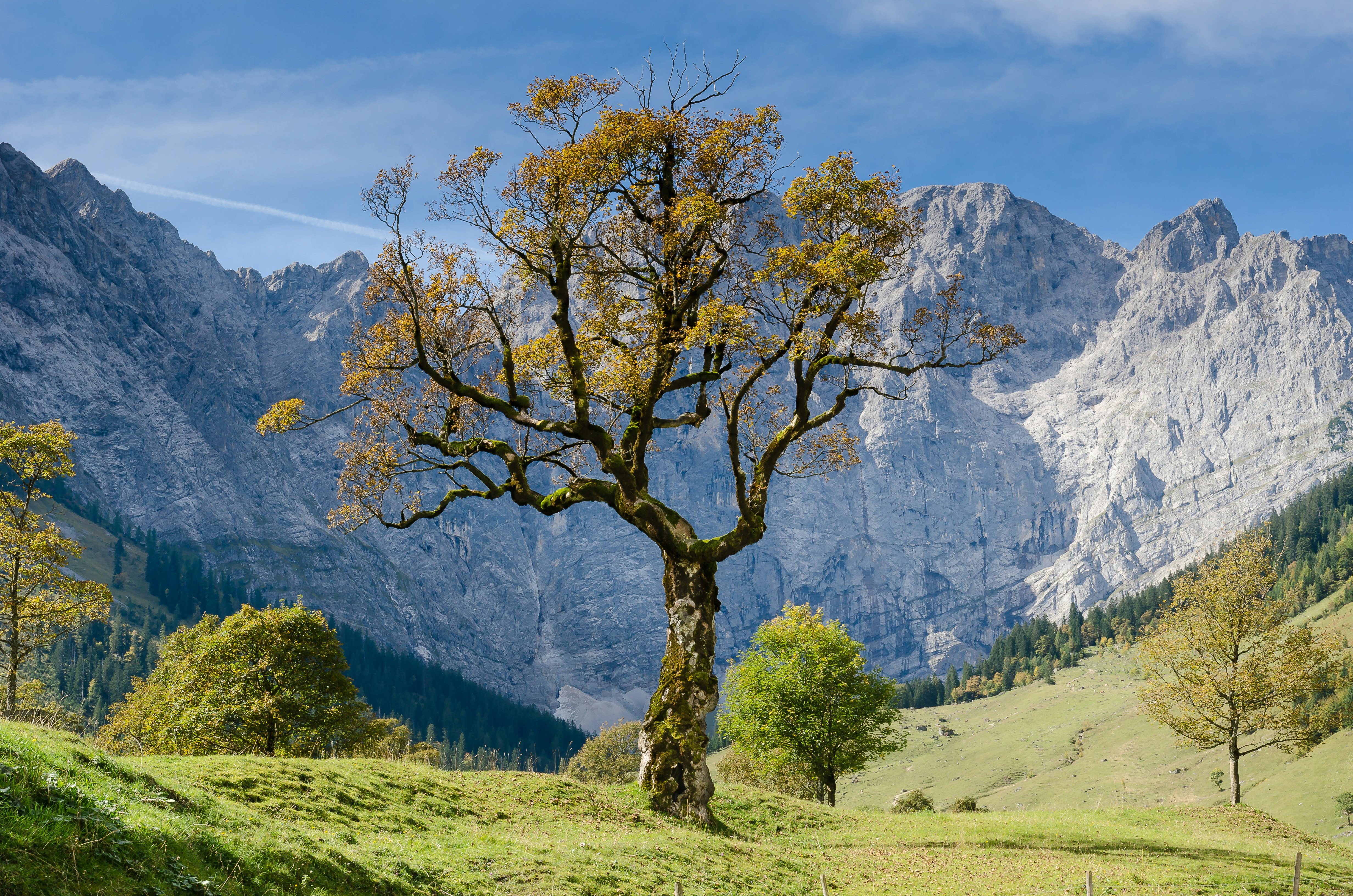 tree with mountain background