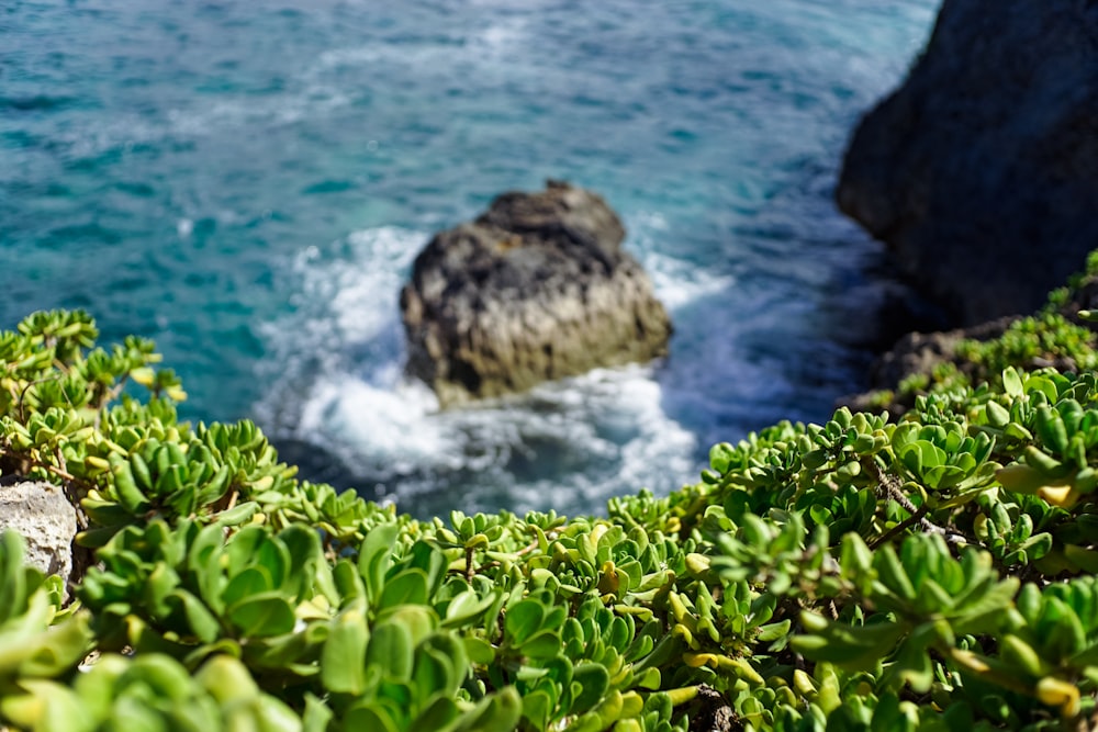 green leafed plants on mountain and body of water during daytime