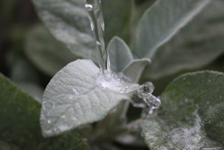 Close-up on water droplets perfectly cascading on marijuana leaves.