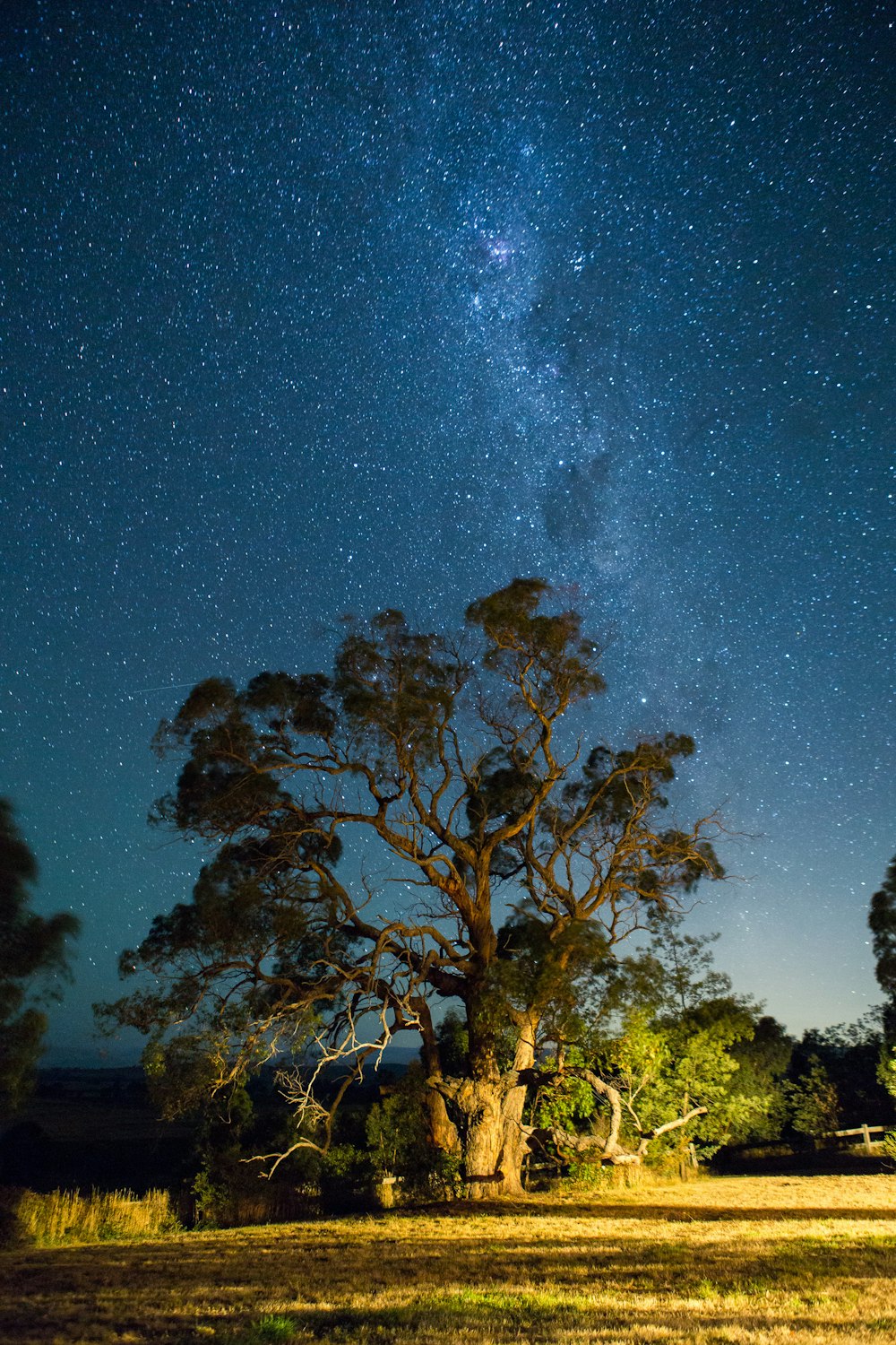 green leafed tree under starry skies