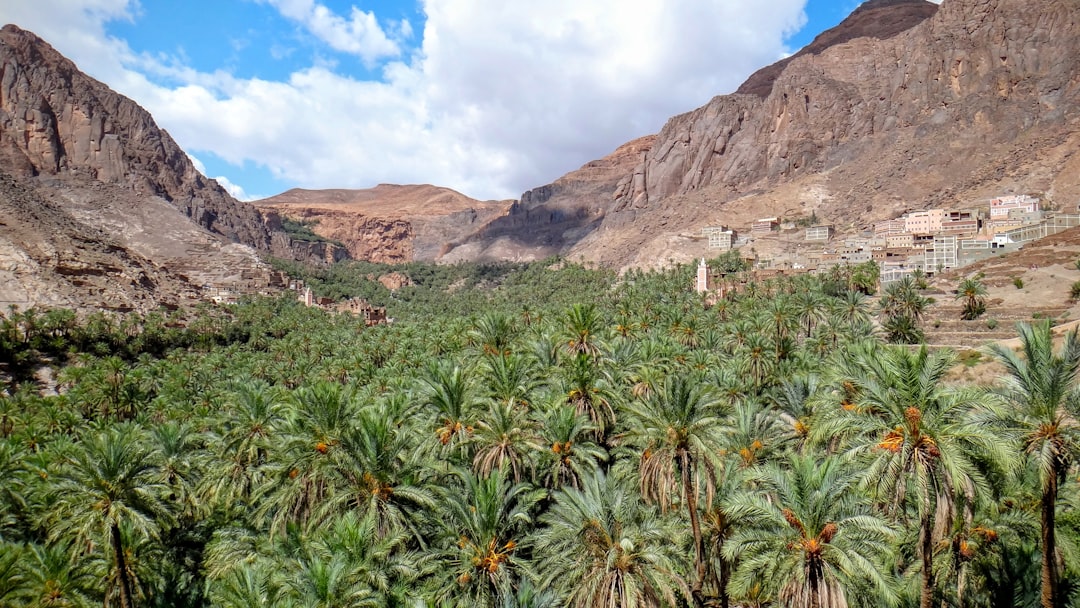 green palm trees between mountain slopes