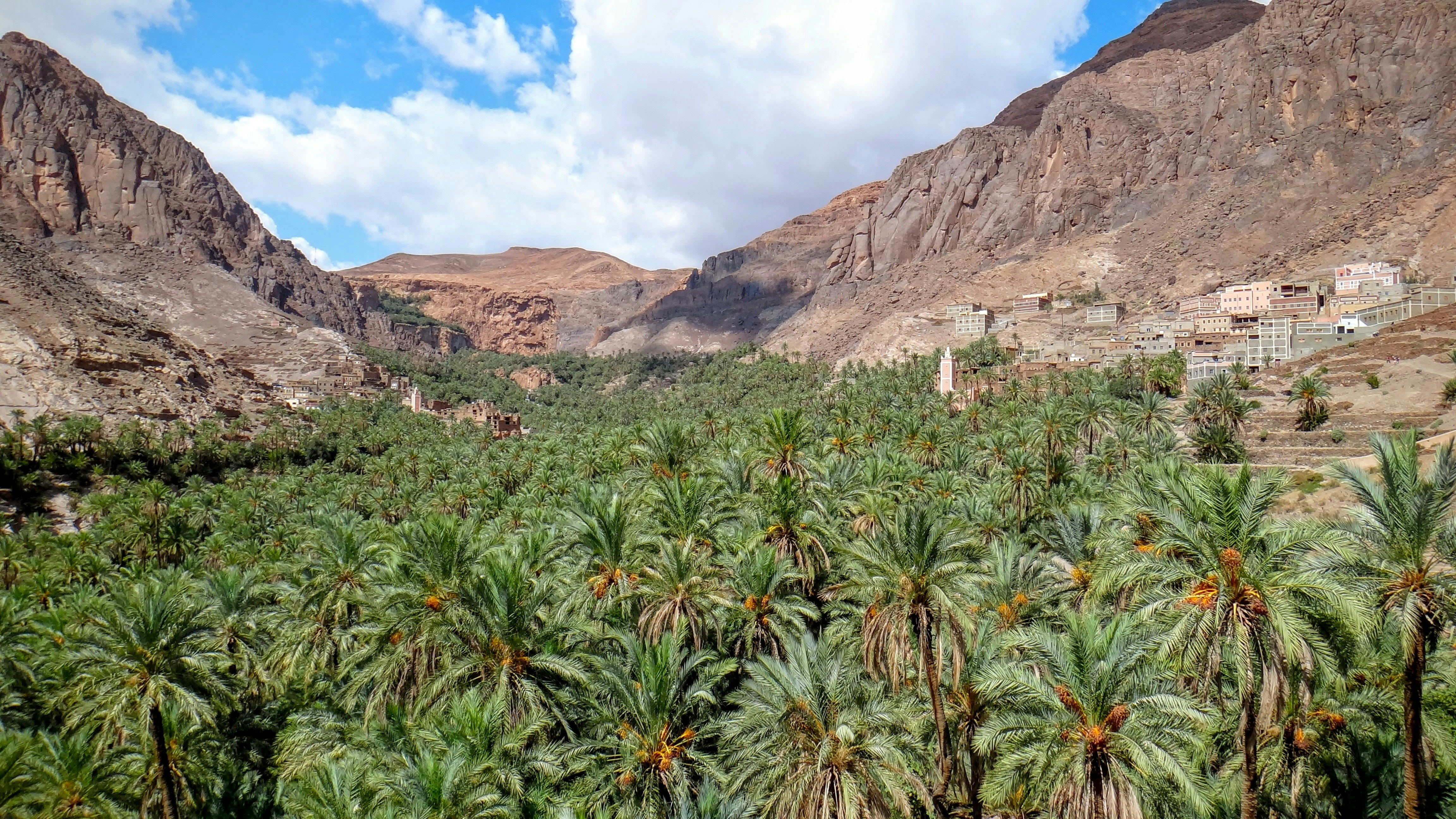 green palm trees between mountain slopes