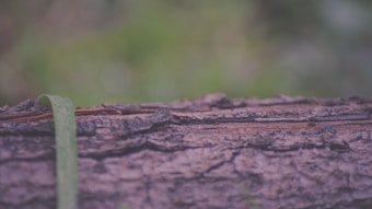 The image features a close-up view of a rough-textured tree bark with a small, camouflaged lizard blending into the surface. A green leaf or blade of grass rests across the bark, adding a contrasting touch of color. The background is softly blurred, providing a sense of a natural, outdoor setting.