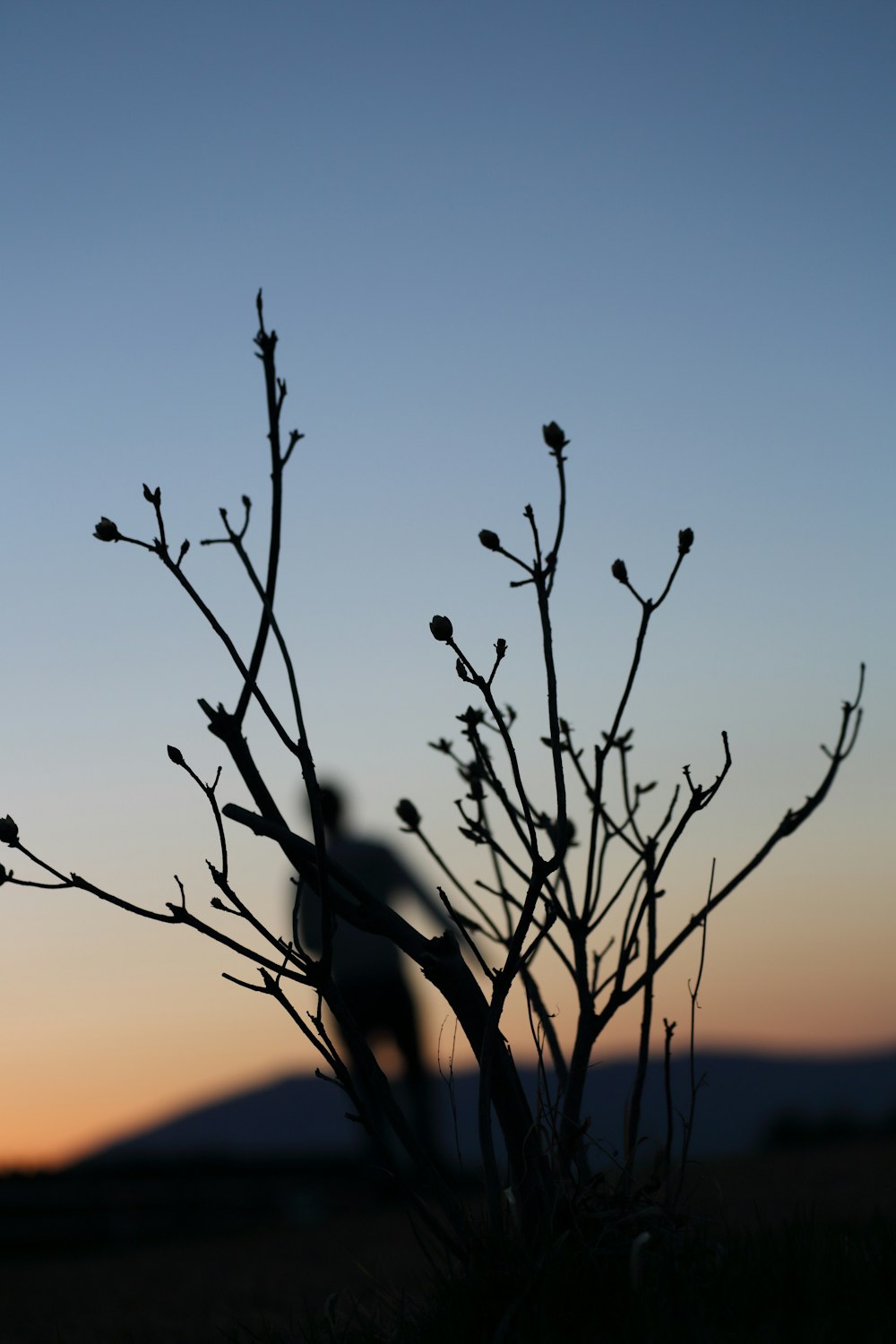 silhouette of person and plant