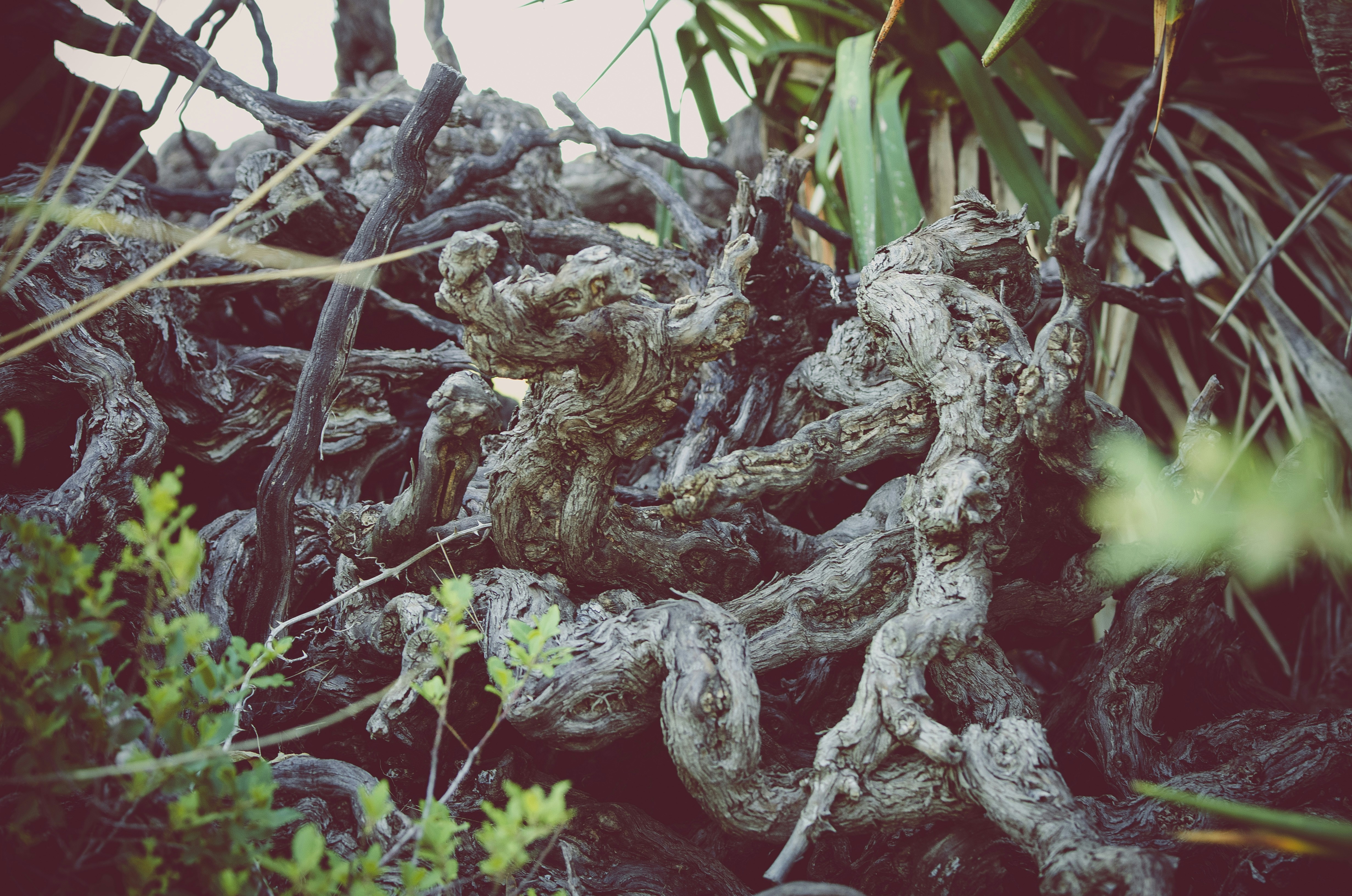 Free Unsplash photo from Guillaume de Germain