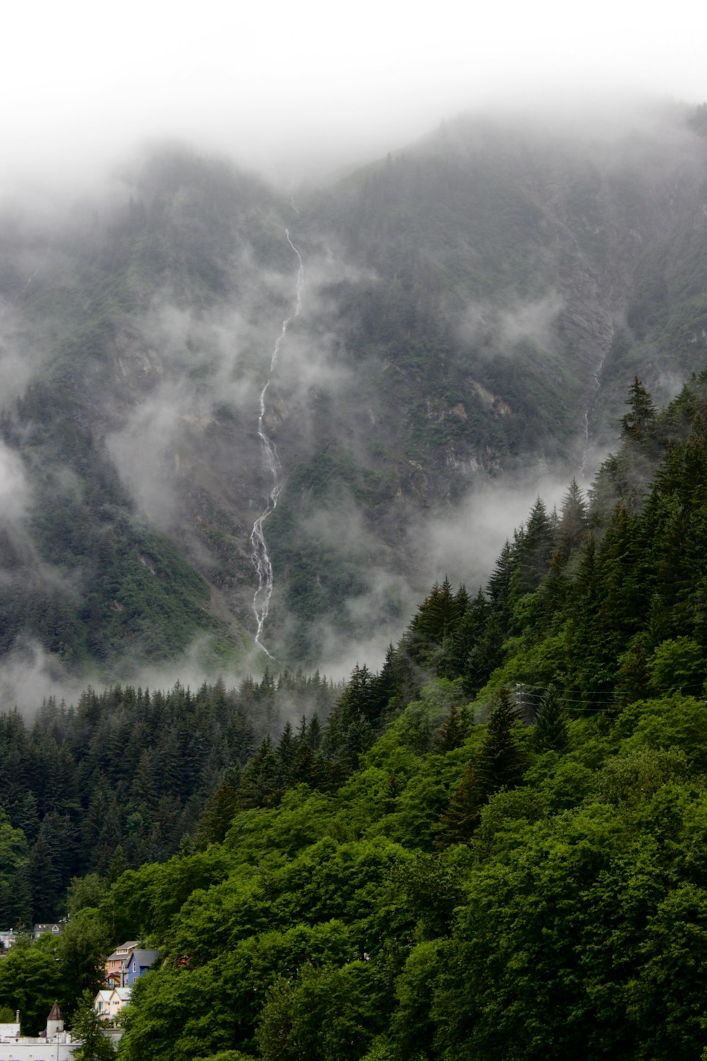 foresta a foglia verde