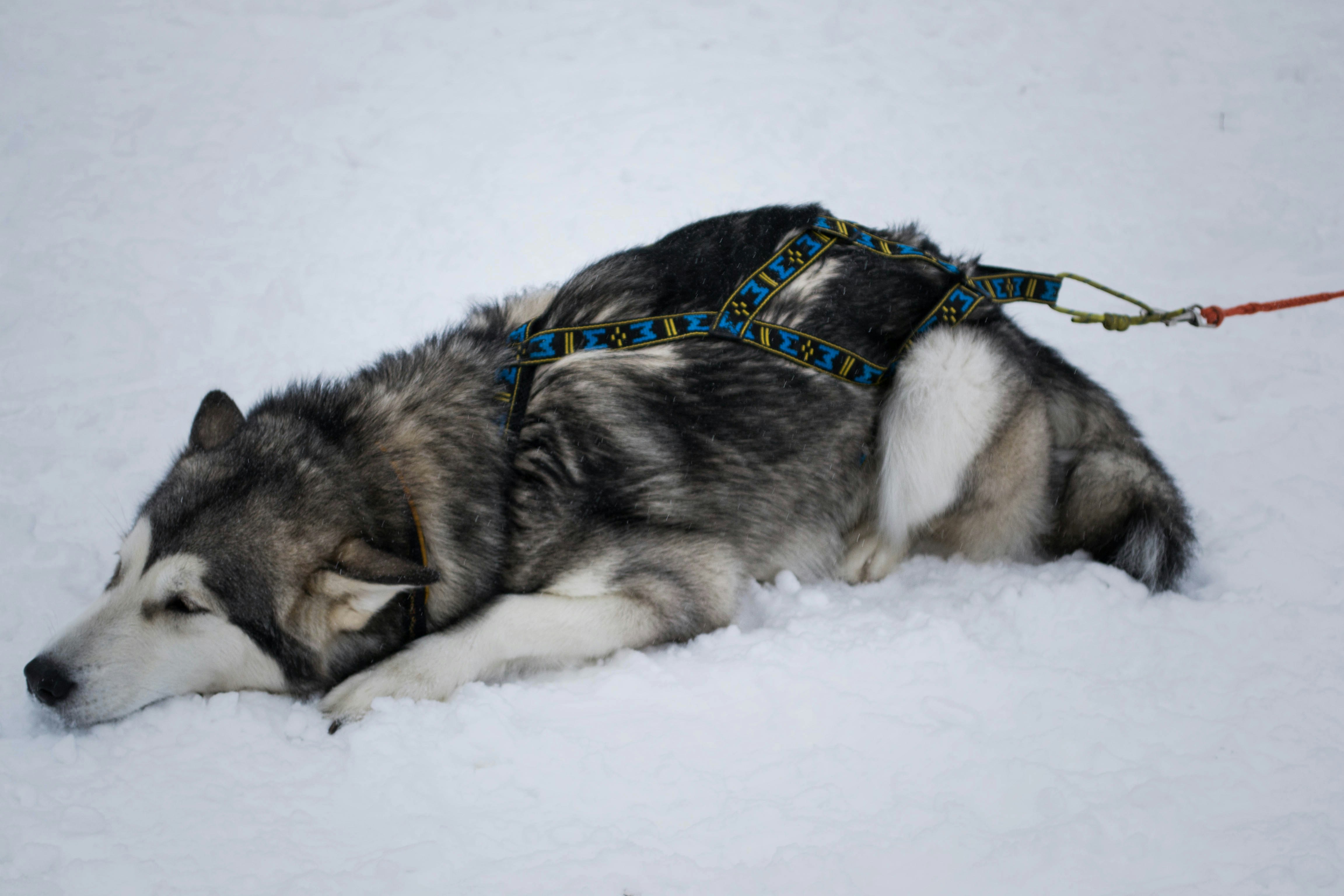 Free Unsplash photo from Andyone