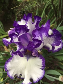 A vibrant iris flower displaying a striking combination of deep purple and white colors. The petals are gently ruffled and intricately patterned, showcasing nature's artistic touch against a lush green backdrop.