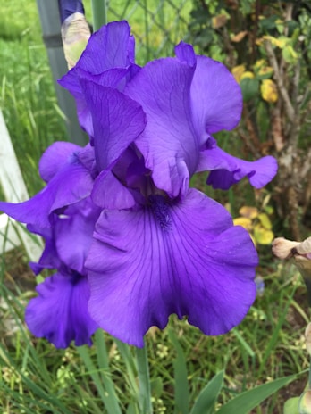 A vibrant purple iris flower with delicate petals and intricate veining. The bloom stands out against a background of green foliage and a metal fence, with a hint of yellow leaves in the distance.