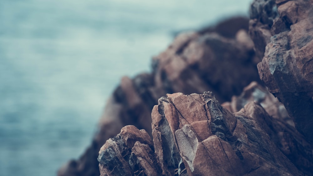 Fotografia de foco seletivo de rocha marrom