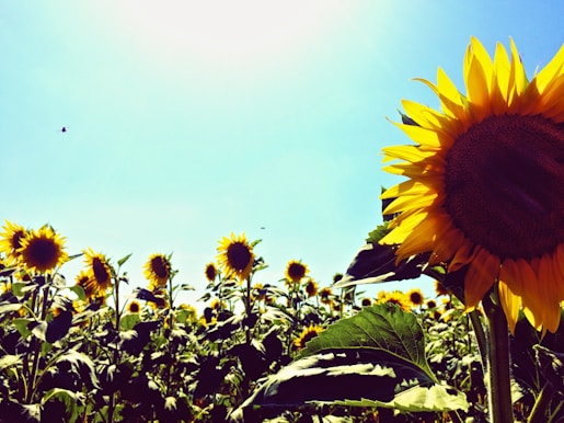 Bright sunflower field under blue sky