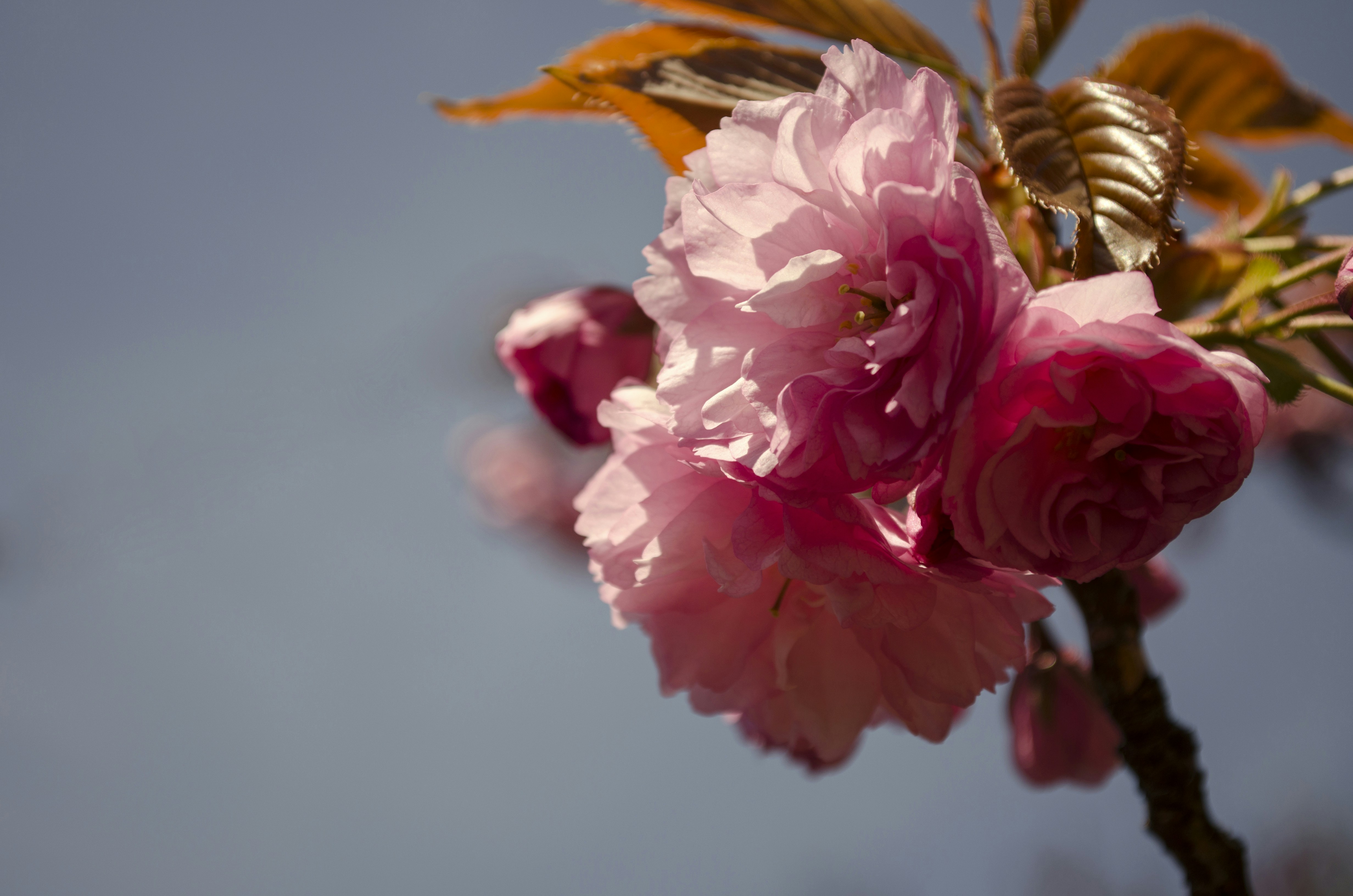 Free Unsplash photo from Kate Chikina