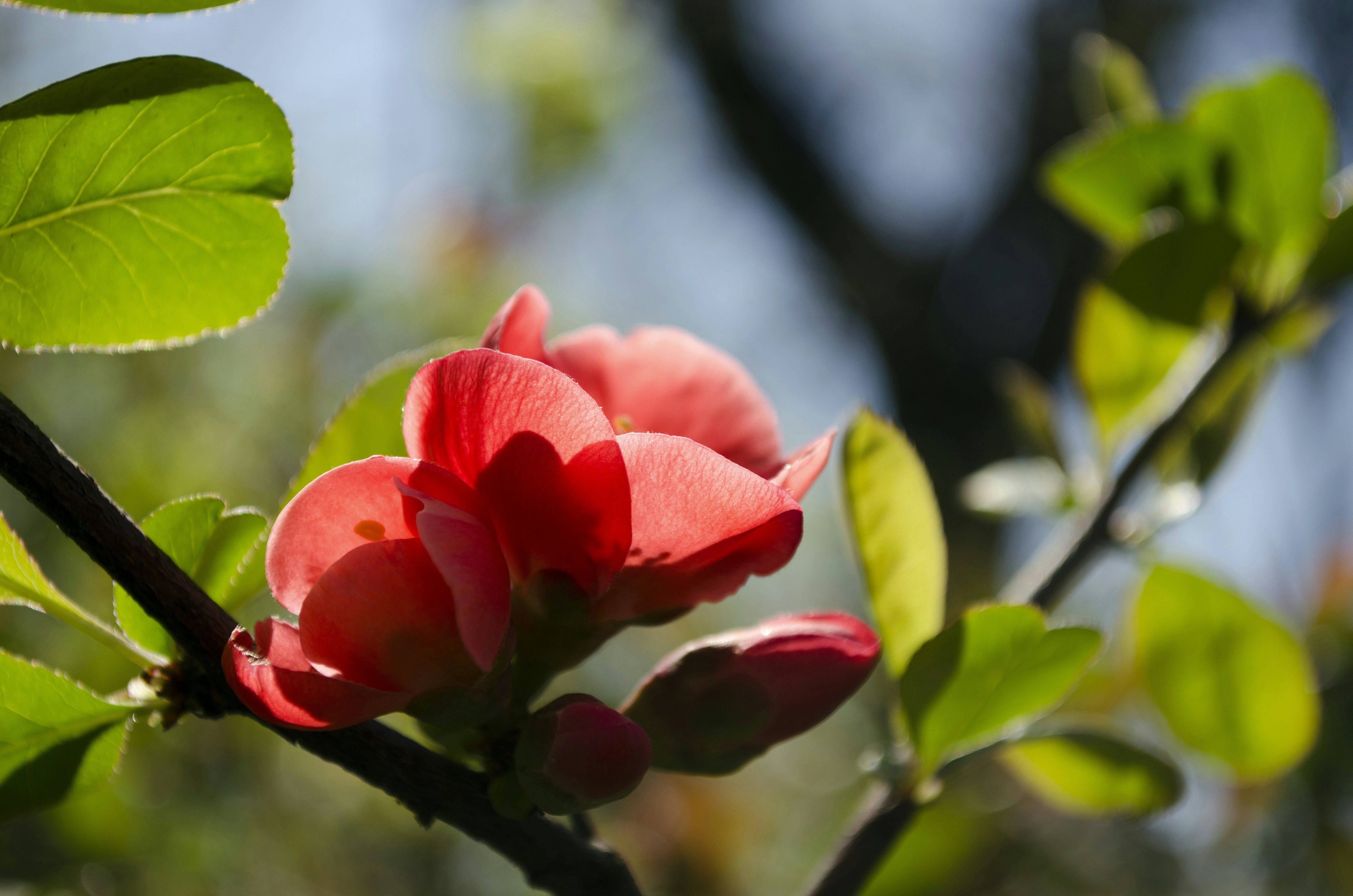 Free Unsplash photo from Kate Chikina