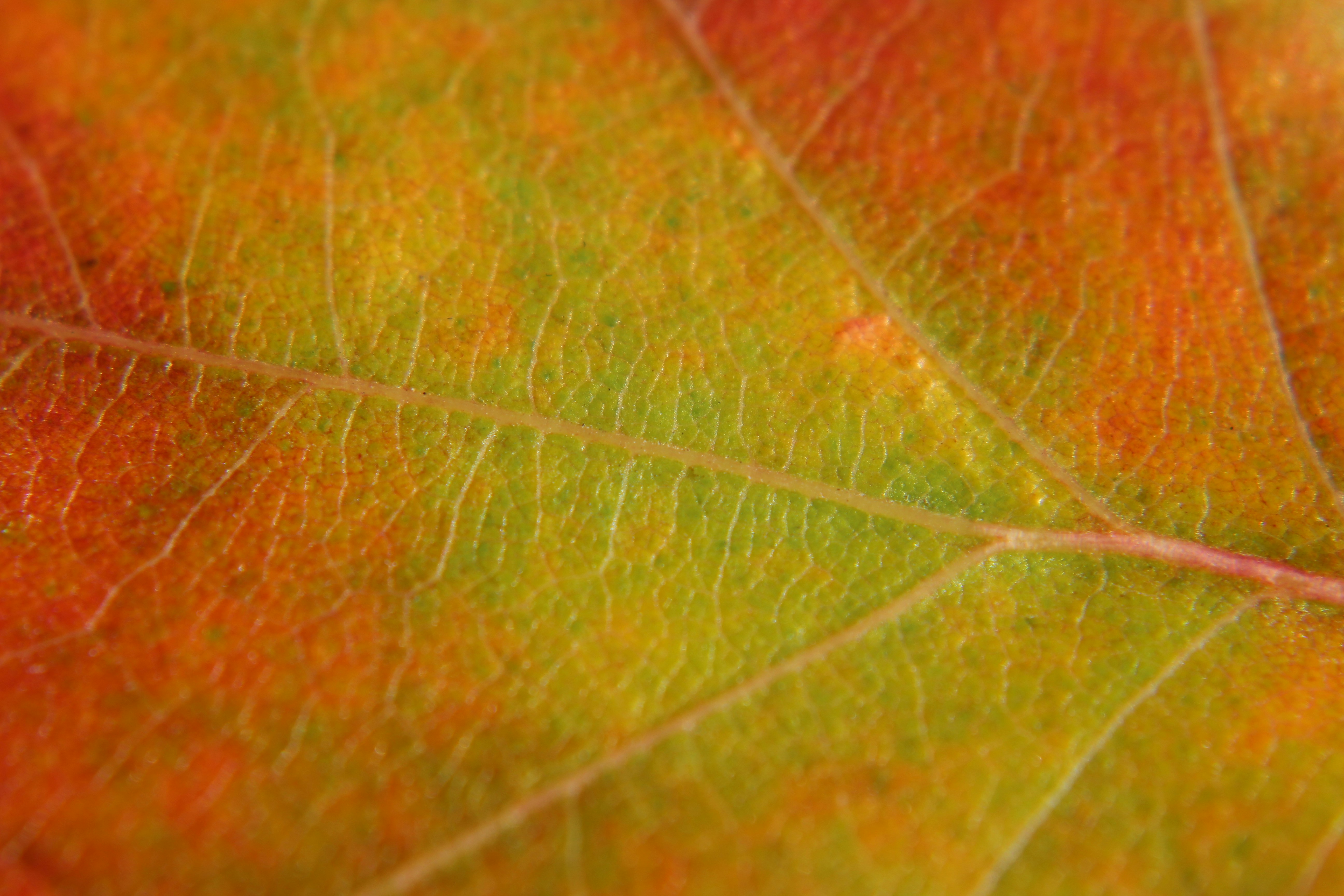 Free Unsplash photo from Aaron Brink