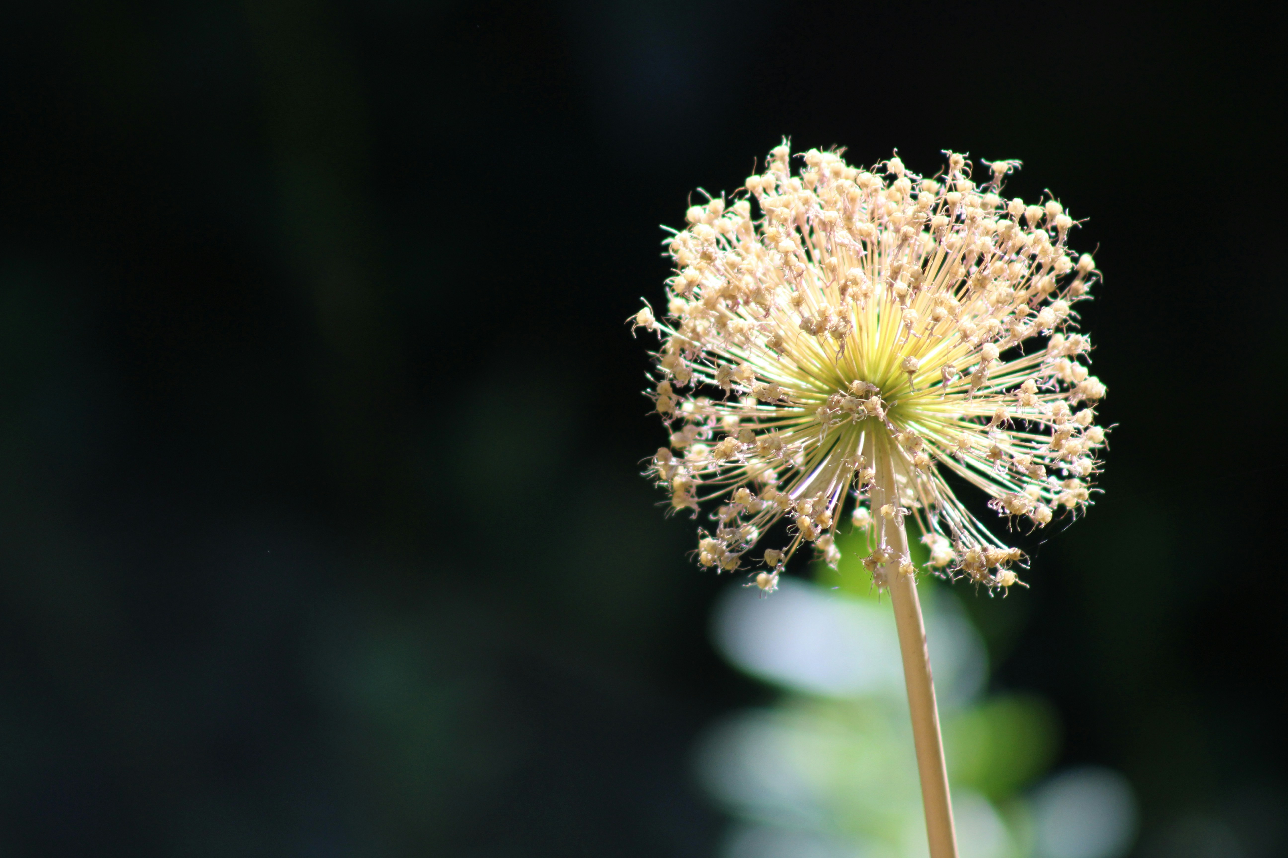 Free Unsplash photo from Aaron Brink