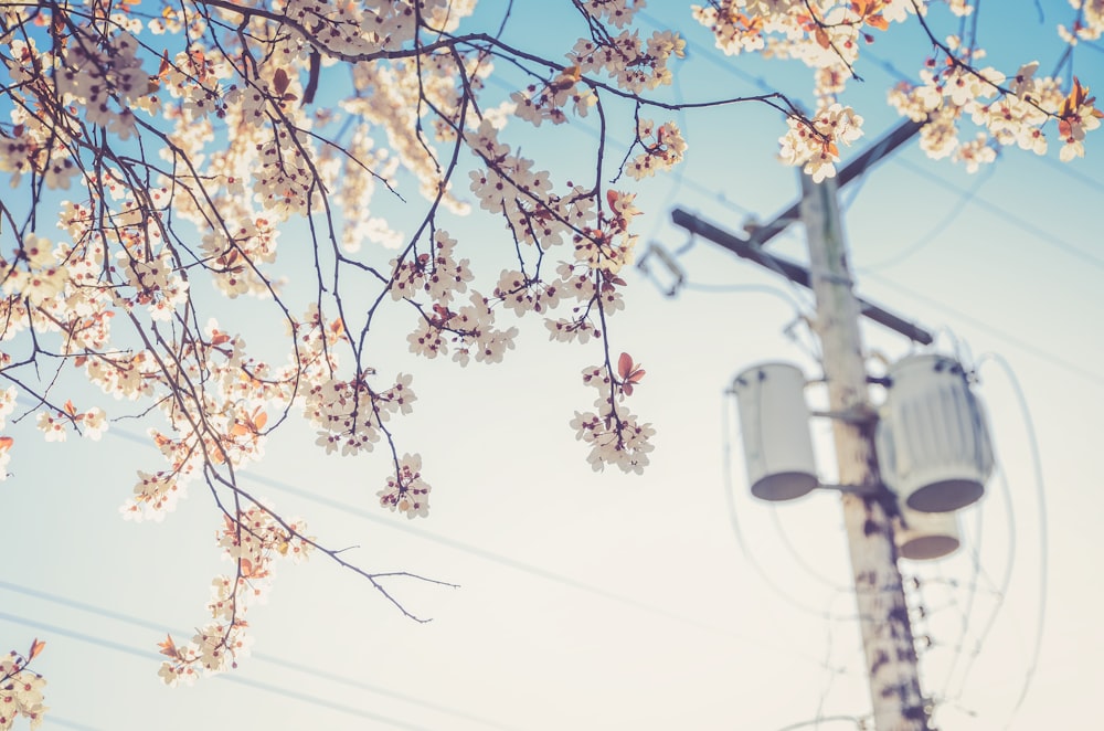 white cherry blossom beside electric post at daytime