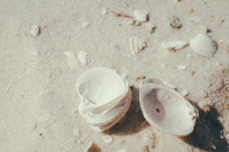 Rows of sea shells drying naturally under the warm sun at our facility.