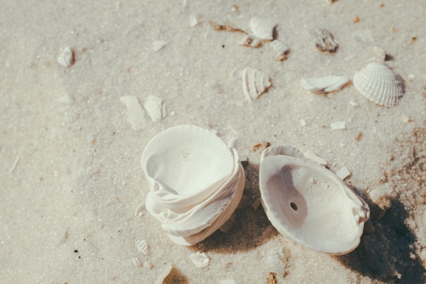 Rows of sea shells drying naturally under the warm sun at our facility.