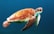 brown turtle swimming underwater