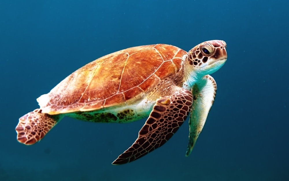 brown turtle swimming underwater