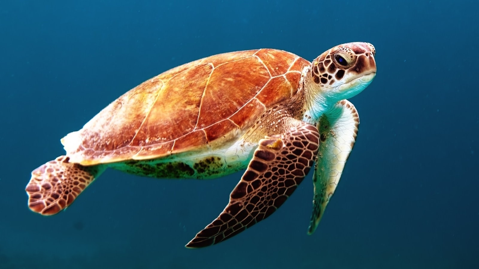 a turtle in the ocean