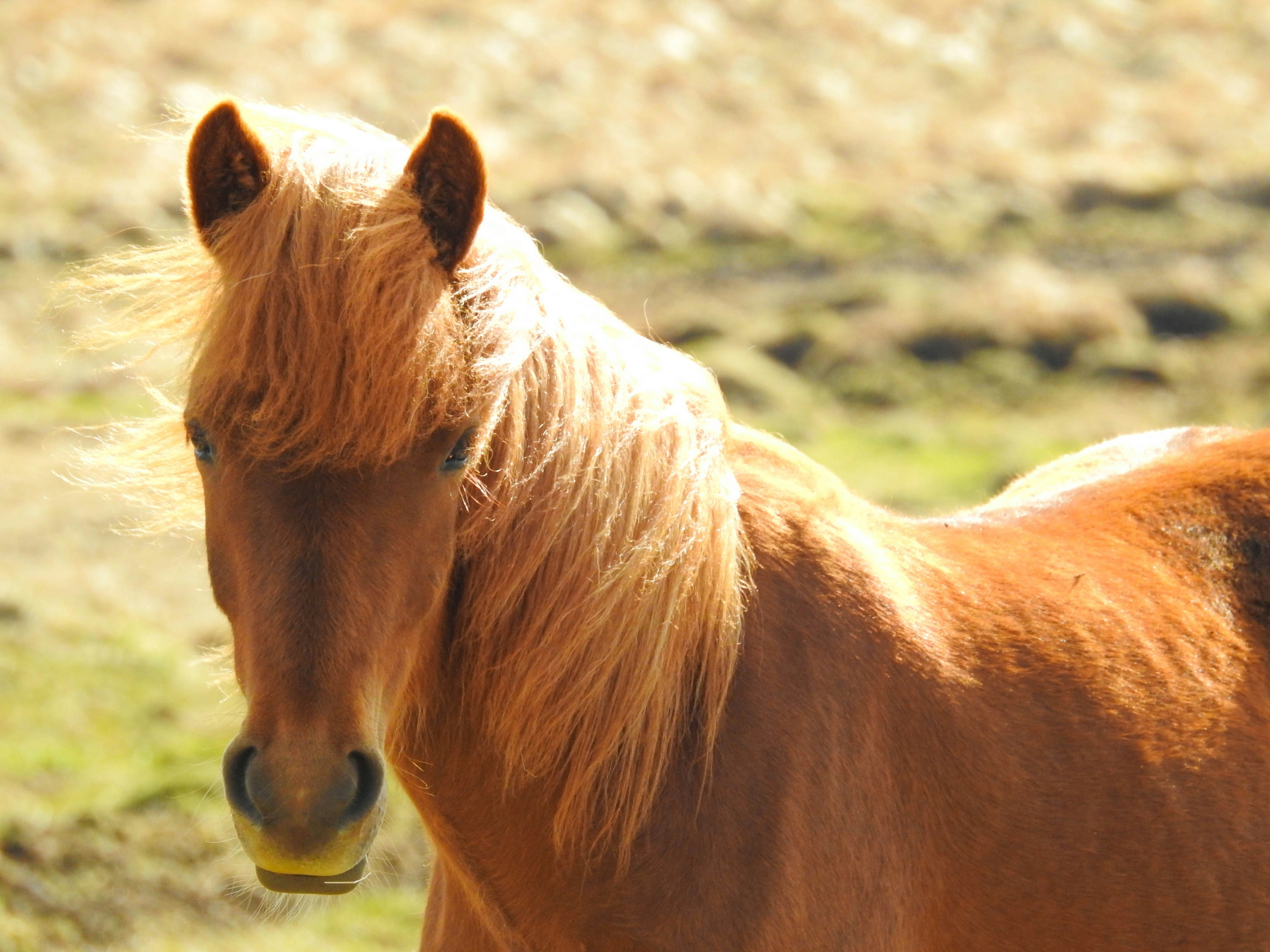 Free Unsplash photo from Hans Kok