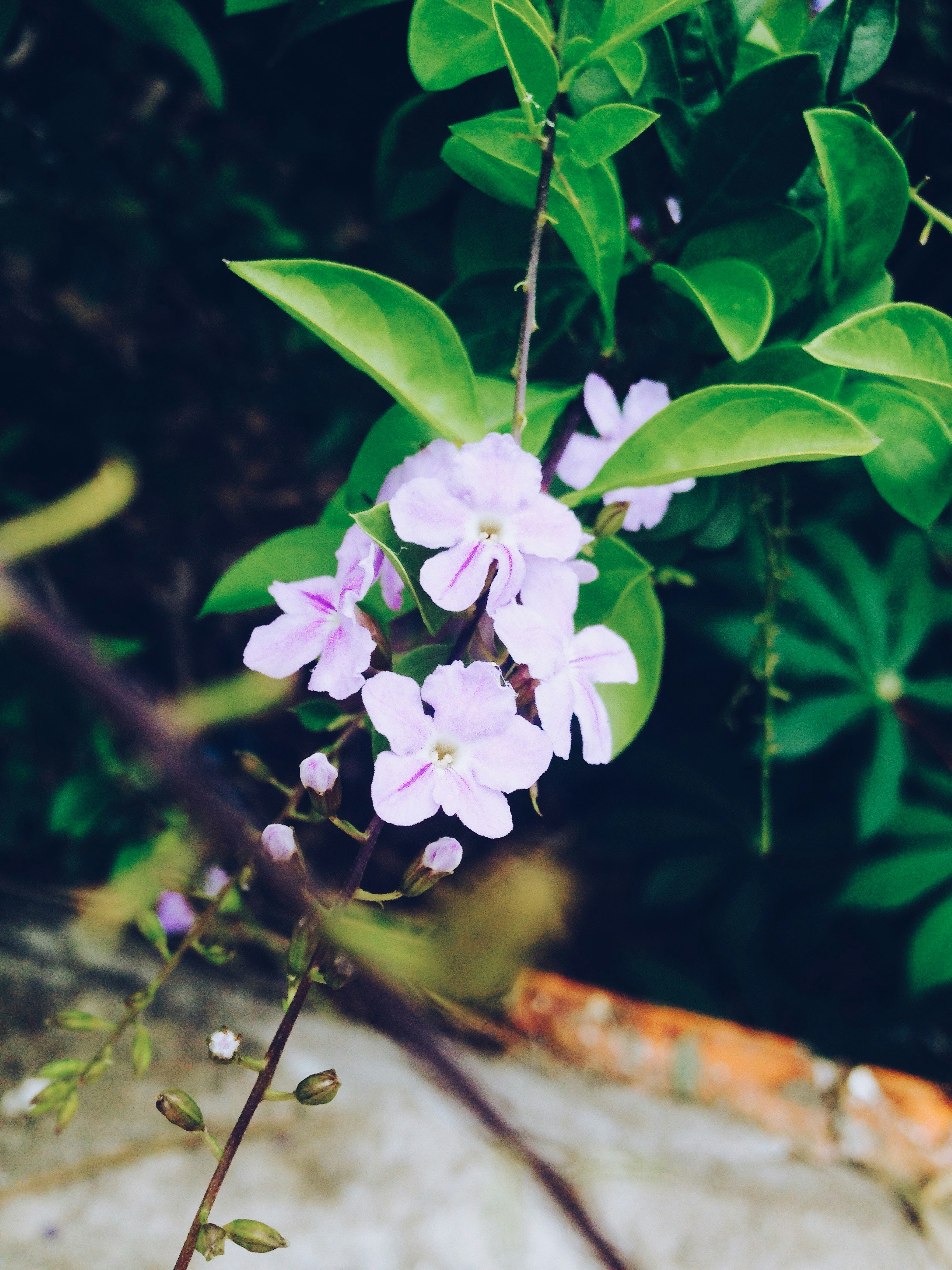 Free Unsplash photo from BÙI LÊ HIẾU