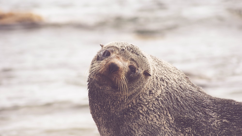 brown walrus in rule of thirds photography