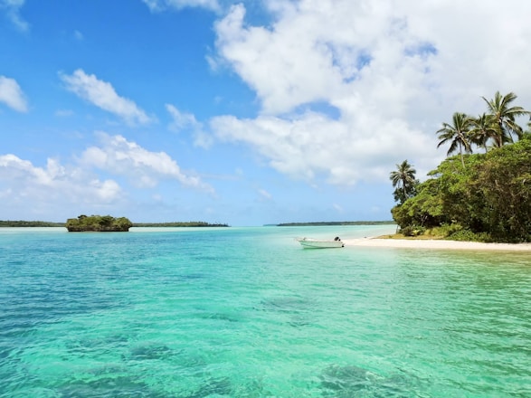 white boat on body of water near green palm trees