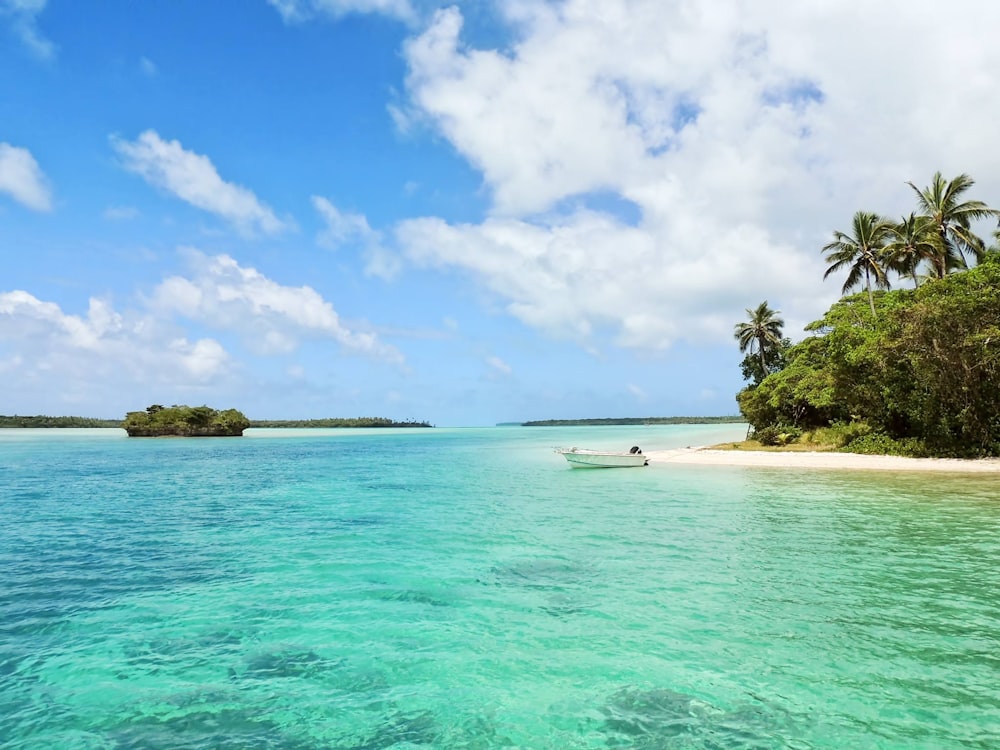 white boat on body of water near green palm trees