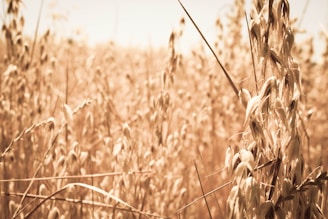 Time-lapse capturing the sunrise over a lush wheat field.