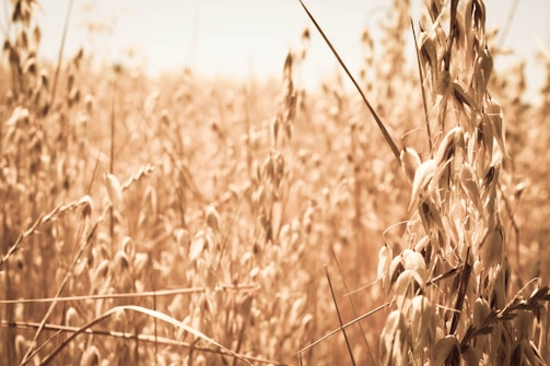 A close-up view of a sunlit wheat field with golden stalks swaying gently in the breeze. The warm sunlight bathes the field in a soft, golden hue, creating a serene and timeless atmosphere.