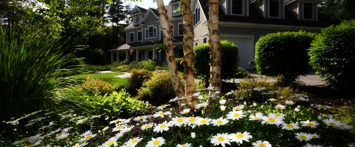 white and yellow daisies in front of gray and black wooden house during day residential landscaping