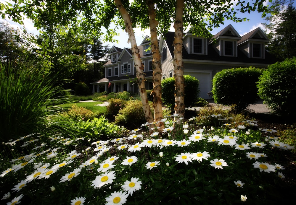 white and yellow daisies in front of gray and black wooden house during day