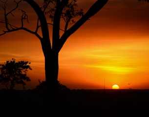 silhouette tree of golden hour