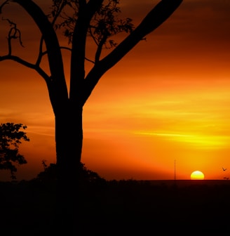 silhouette tree of golden hour