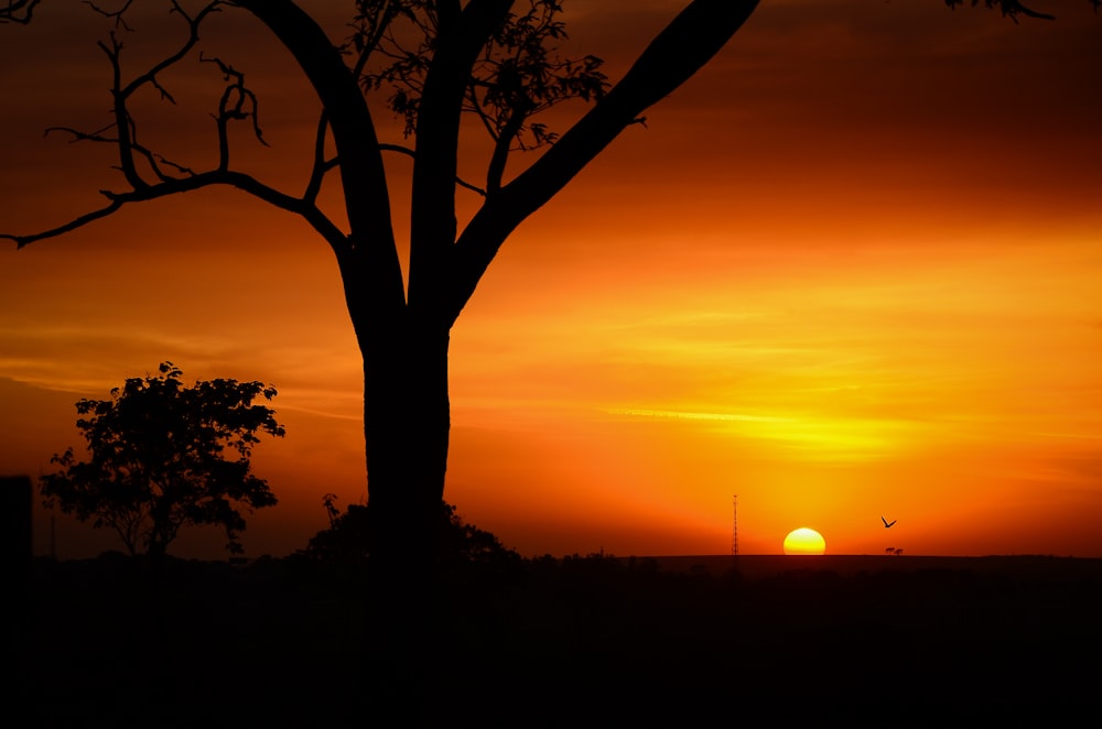 silhouette tree of golden hour