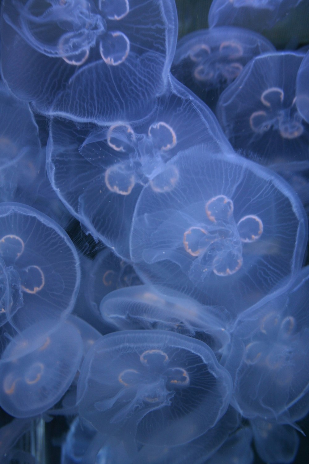 white jellyfish lot