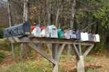 A row of multiple mailboxes, each with different colors and labels, is mounted on a wooden structure. The background is composed of tall trees with autumn leaves, suggesting a rural setting.