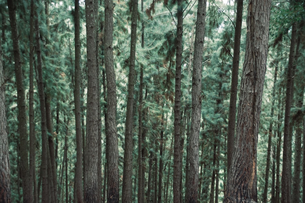 brown trees